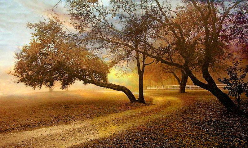 Autumn Trees in Fog — Brown