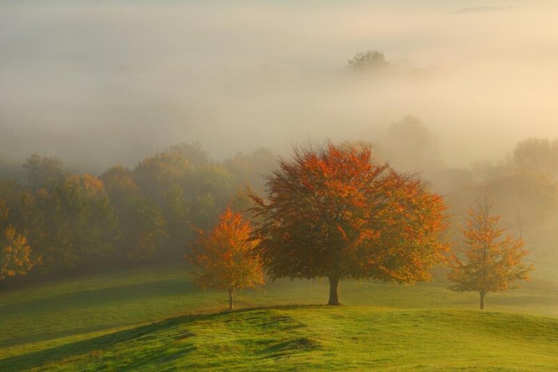 Autumn Trees in Fog — Green