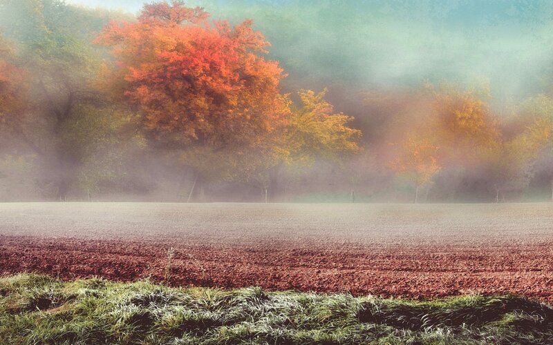 Autumn Trees in Fog — Orange, Misty, Photograph, Field