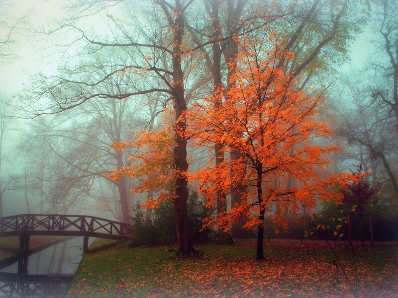 Autumn Trees in Fog — Orange, Misty