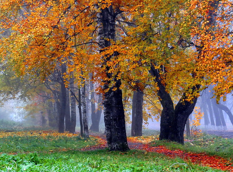 Autumn Trees in Fog — Orange, Serene, Photograph, Leaves, Path