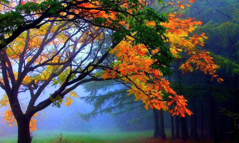 Autumn Trees in Fog — Orange, Serene, Photograph, Leaves