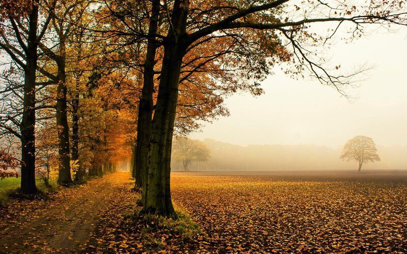 Autumn Trees in Fog — Orange, Serene, Photograph, Path, Field