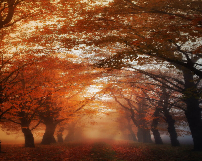 Autumn Trees in Fog — Orange, Serene, Photograph, Path, Leaves