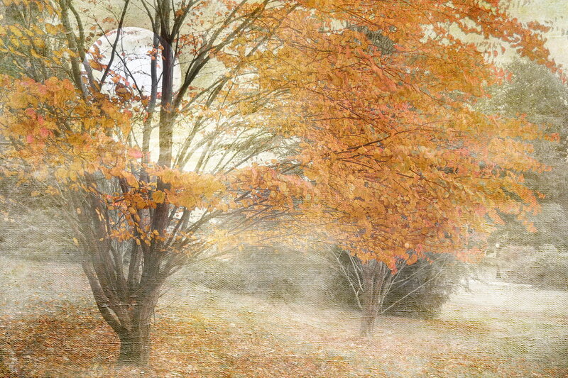 Autumn Trees in Fog — Orange, Serene