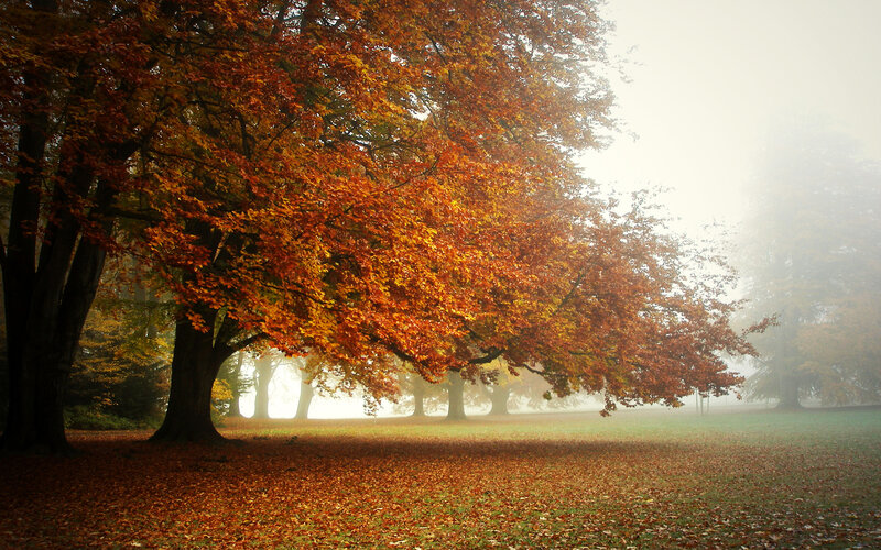 Autumn Trees in Fog — Orange