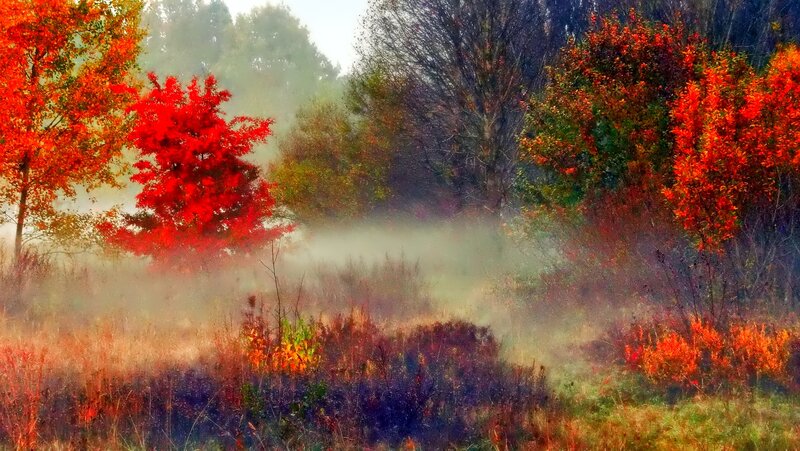 Autumn Trees in Fog — Red, Misty