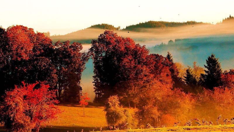 Autumn Trees in Fog — Red, Serene, Morning, Photograph