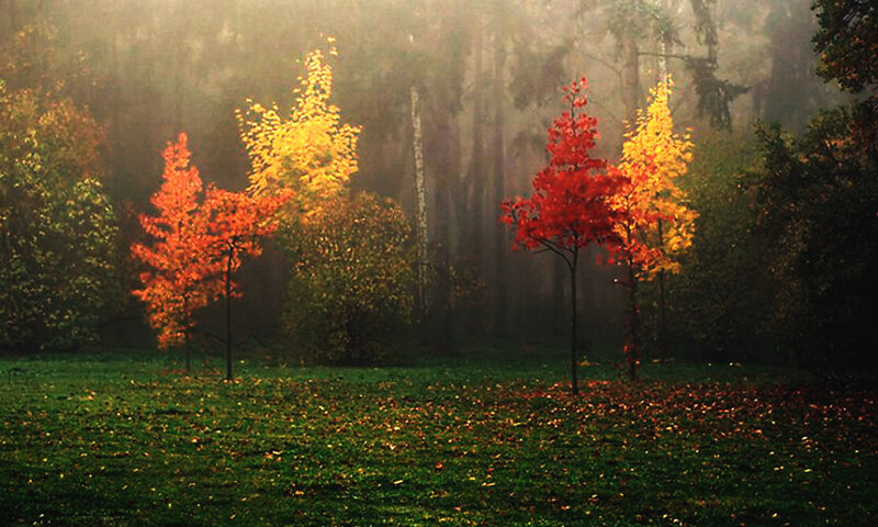 Autumn Trees in Fog — Red