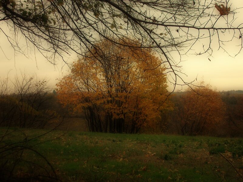 Autumn Trees in Fog — Yellow, Misty