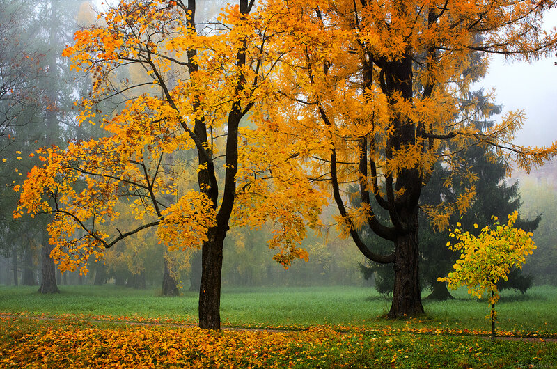 Autumn Trees in Fog — Yellow, Serene
