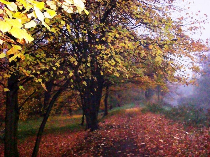 Autumn Trees in Fog — Yellow