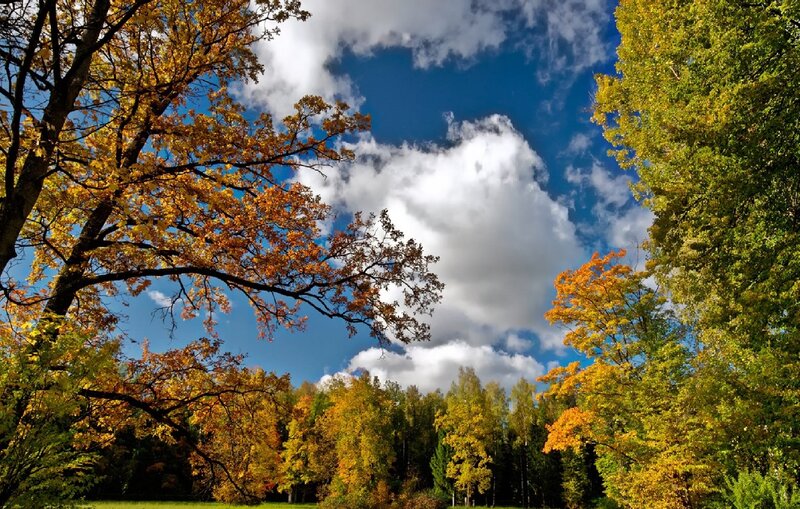 Autumn Trees in Forest — Blue
