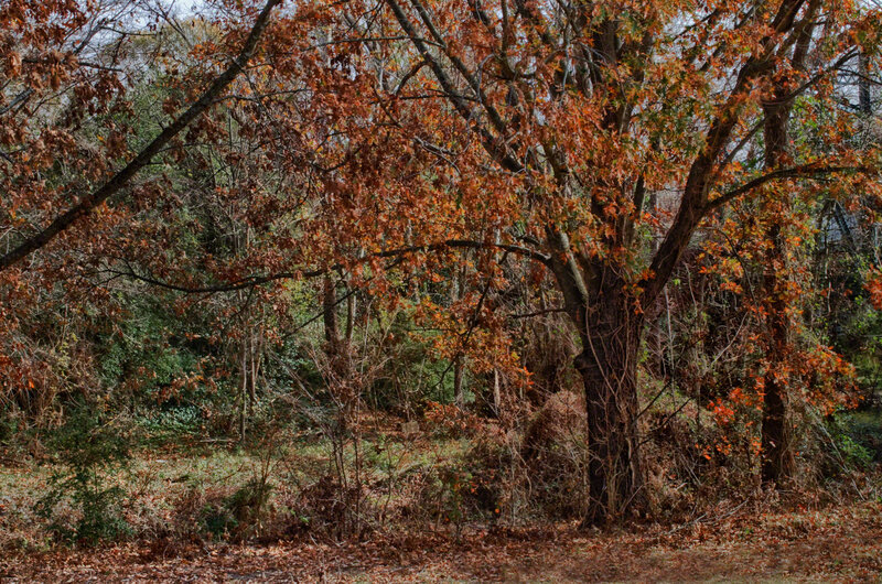 Autumn Trees in Forest — Brown