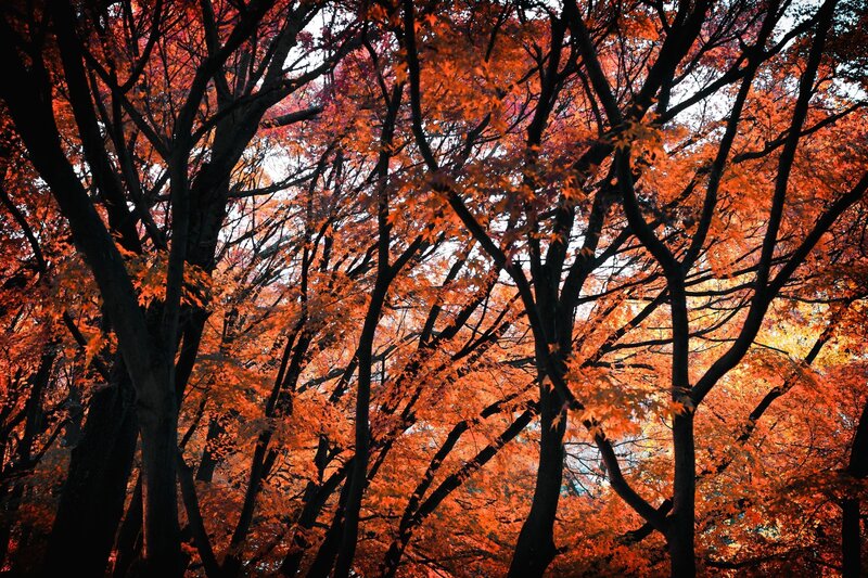 Autumn Trees in Forest — Orange, Dramatic, Photograph