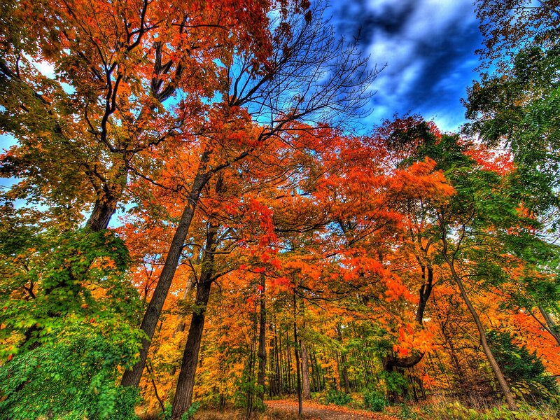 Autumn Trees in Forest — Orange, Dramatic