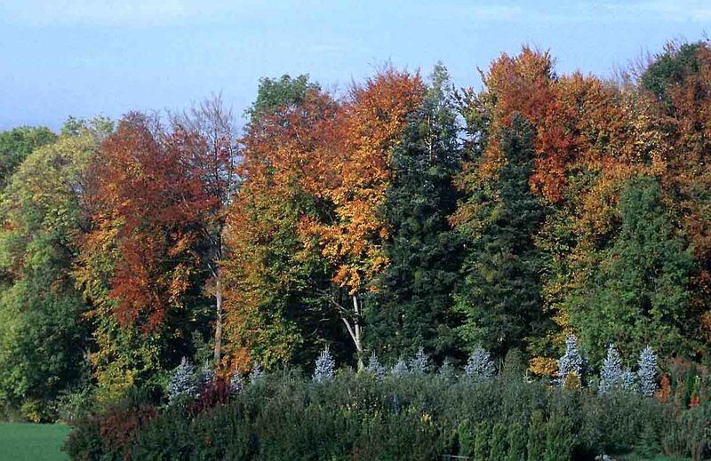 Autumn Trees in Forest — Orange, Serene, Photograph, Sky