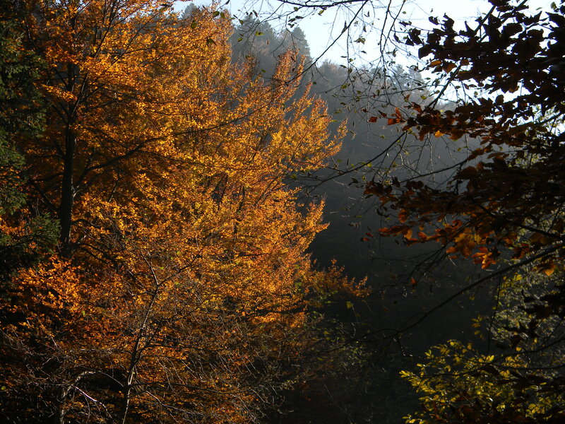 Autumn Trees in Forest — Orange, Serene, Photograph, Sunlight