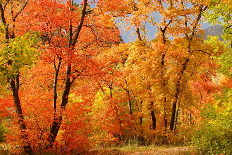 Autumn Trees in Forest — Orange, Serene, Photograph