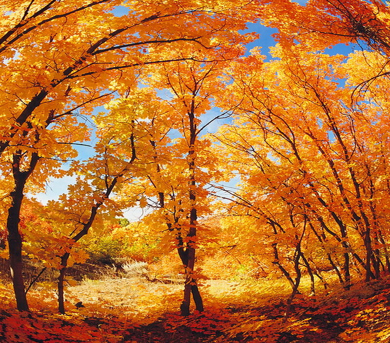 Autumn Trees in Forest — Orange, Serene