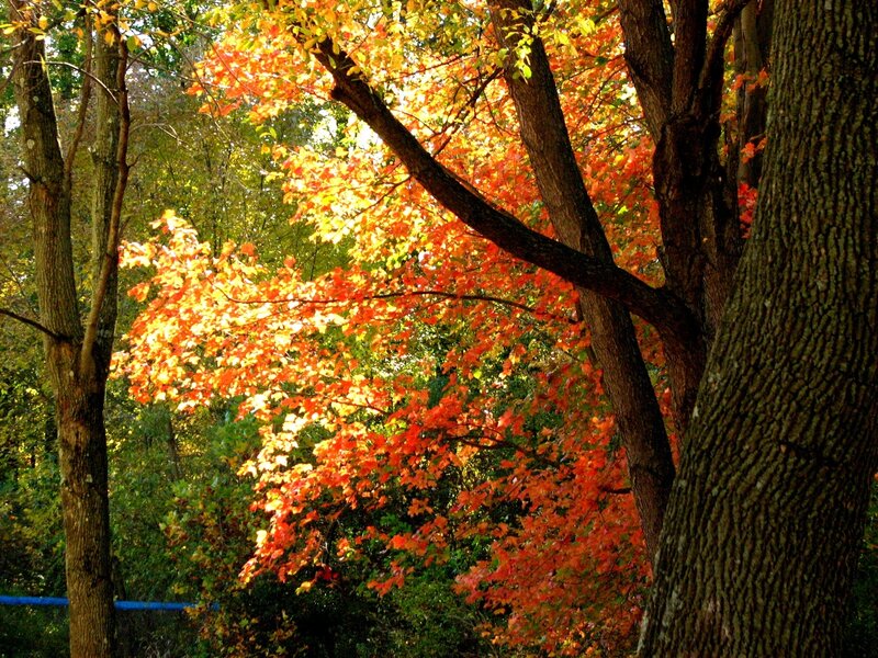 Autumn Trees in Forest — Orange