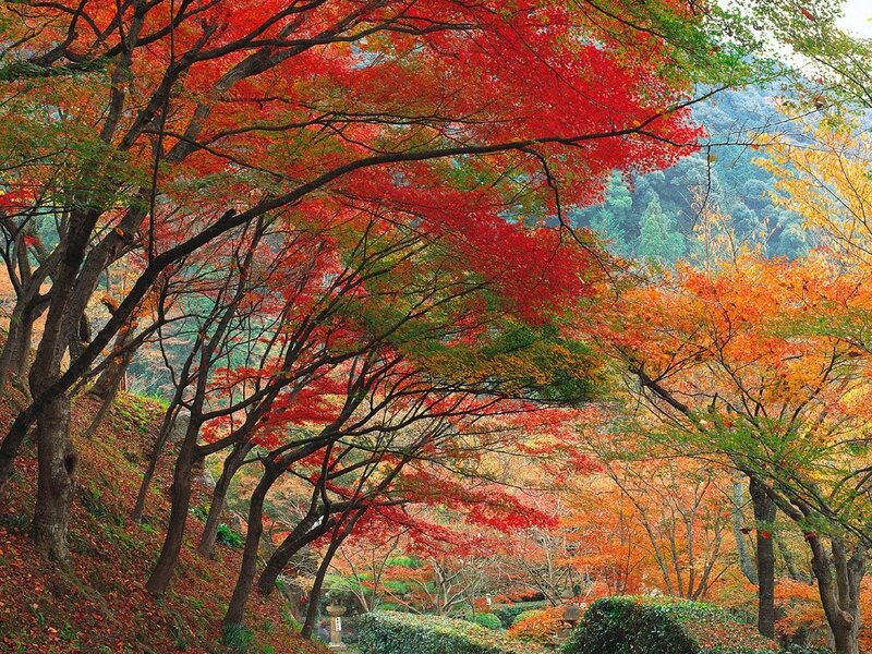 Autumn Trees in Forest — Red, Serene, Photograph, Leaves, Hills