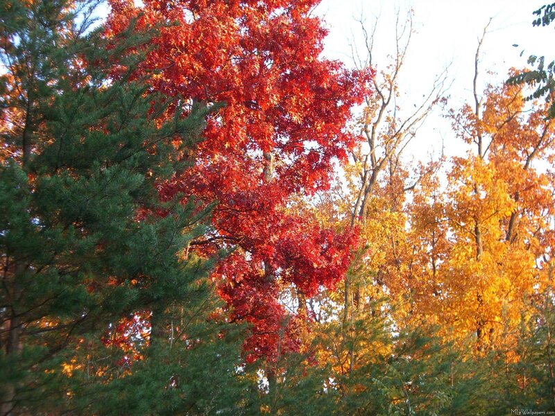 Autumn Trees in Forest — Red, Serene, Photograph, Leaves, Sky, Orange
