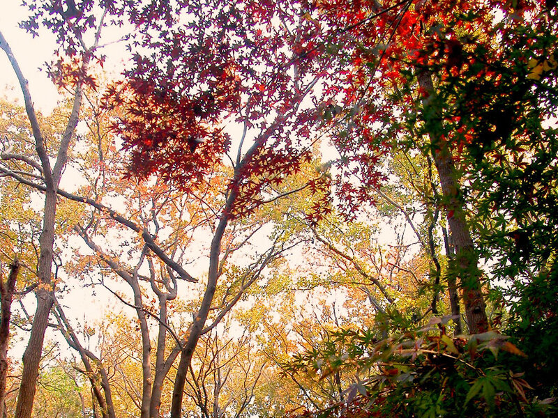 Autumn Trees in Forest — Red, Serene, Photograph, Leaves, Sky, Yellow