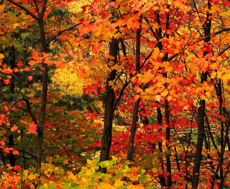 Autumn Trees in Forest — Red, Serene, Photograph, Leaves