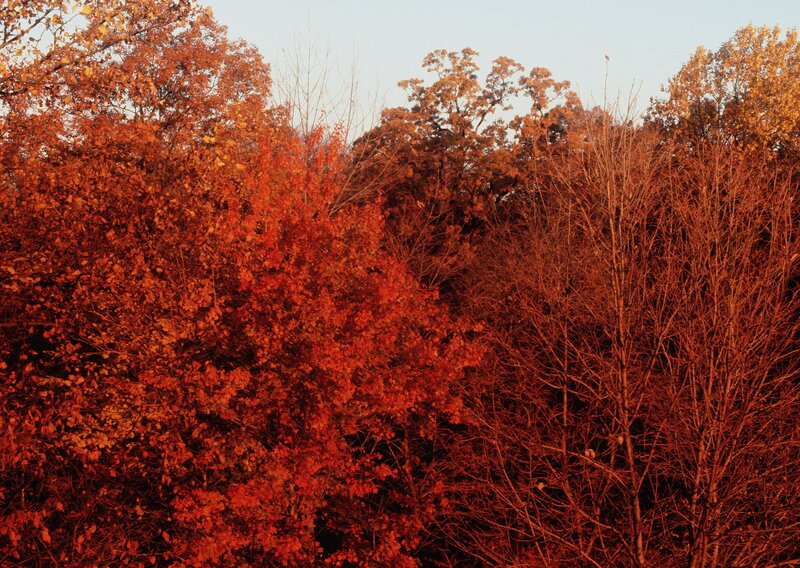 Autumn Trees in Forest — Red, Serene, Photograph, Sky, Orange