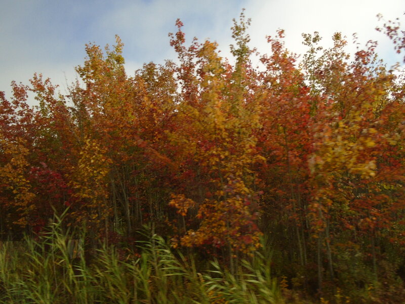 Autumn Trees in Forest — Red, Serene, Photograph, Sky