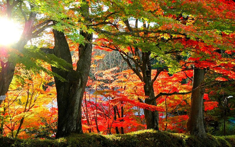 Autumn Trees in Forest — Red, Serene, Photograph, Sunlight