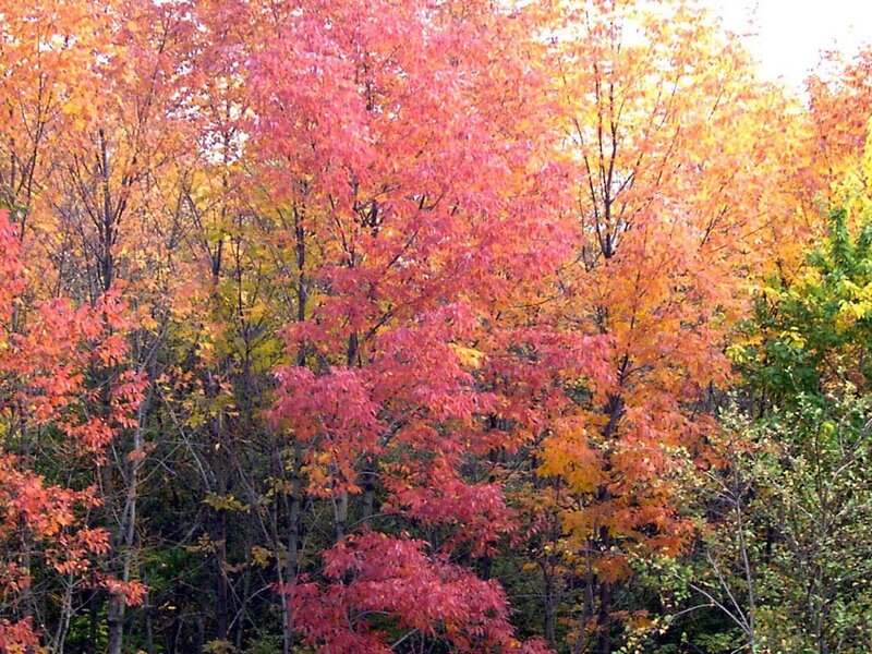 Autumn Trees in Forest — Red, Serene, Photograph