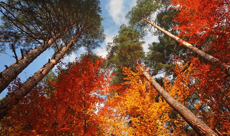 Autumn Trees in Forest — Red, Serene