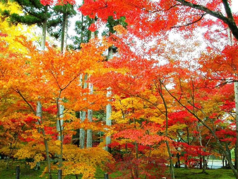 Autumn Trees in Forest — Red