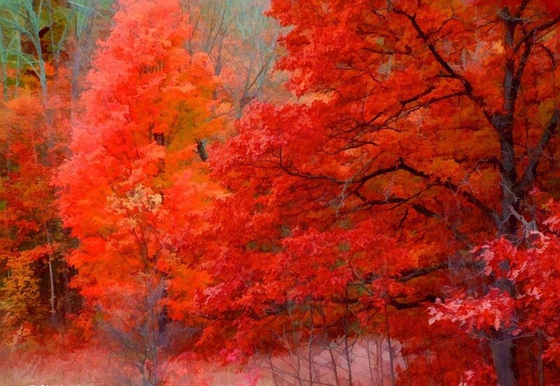 Autumn Trees in Forest — Red, Vibrant, Digital Art