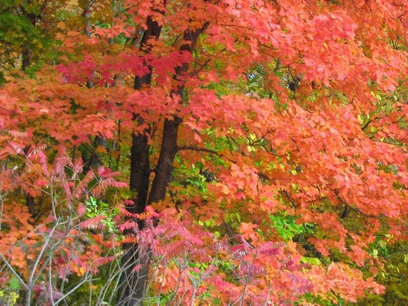Autumn Trees in Forest — Red, Vibrant, Photograph, Leaves