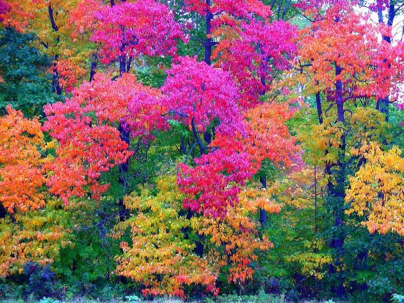 Autumn Trees in Forest — Red, Vibrant, Photograph