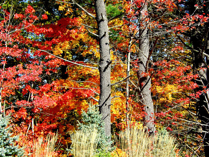 Autumn Trees in Forest — Red, Vibrant