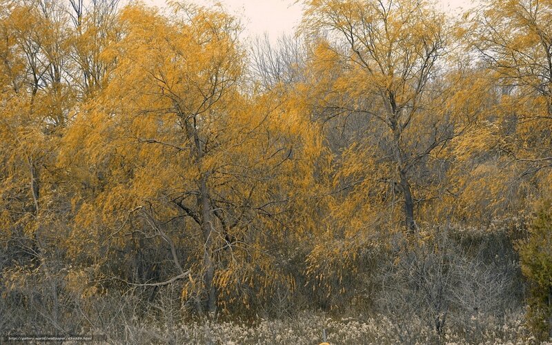 Autumn Trees in Forest — Yellow, Calm