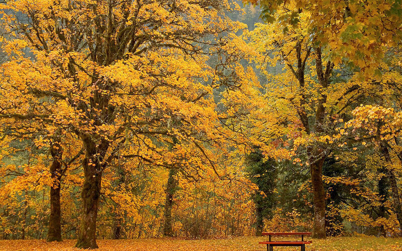 Autumn Trees in Forest — Yellow, Serene, Photograph, Bench