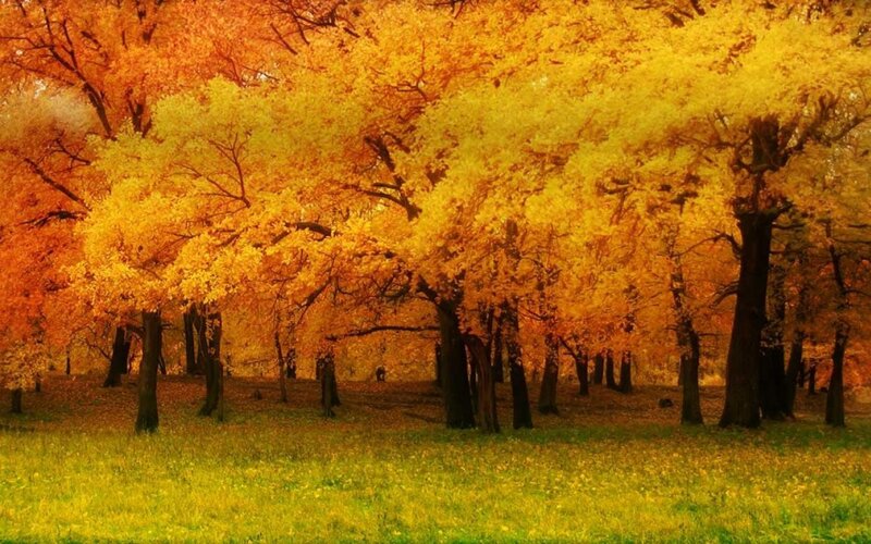 Autumn Trees in Forest — Yellow, Serene, Photograph, Grass, Leaves