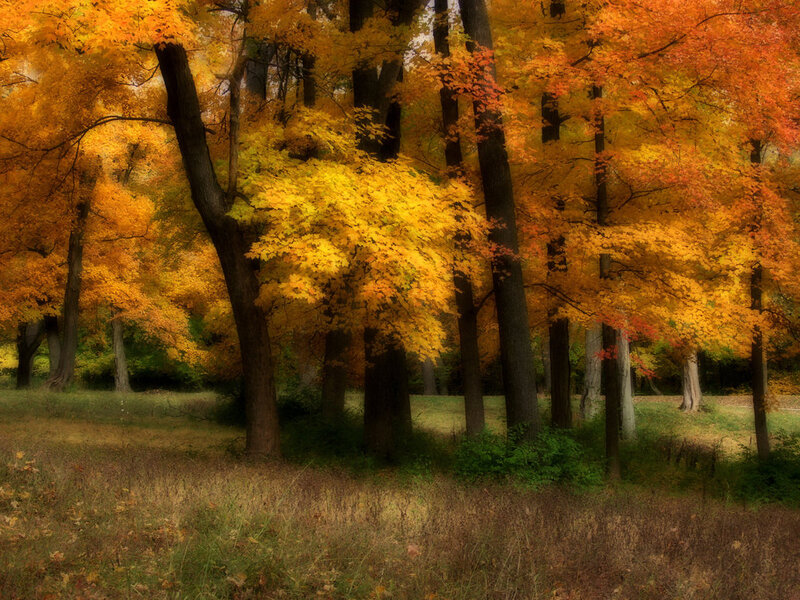 Autumn Trees in Forest — Yellow, Serene, Photograph, Grass