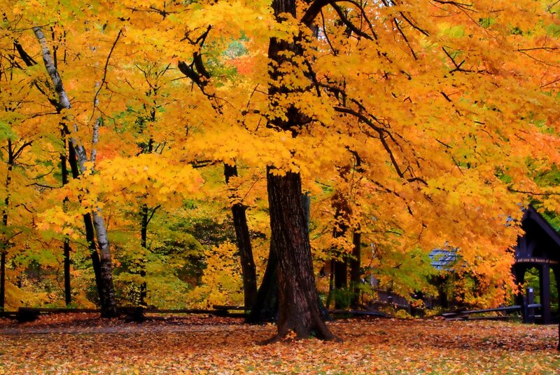 Autumn Trees in Forest — Yellow, Serene, Photograph, Leaves, Building