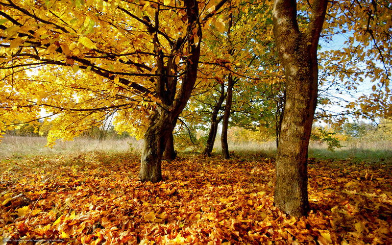 Autumn Trees in Forest — Yellow, Serene, Photograph, Leaves, Grass