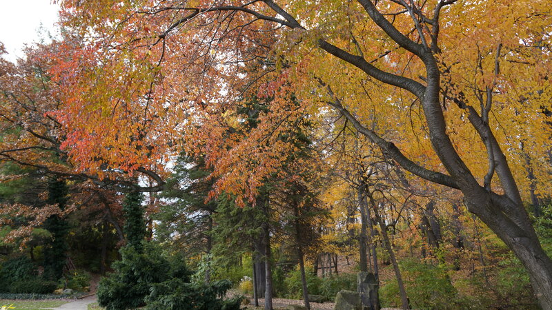 Autumn Trees in Forest — Yellow, Serene, Photograph, Leaves, Path