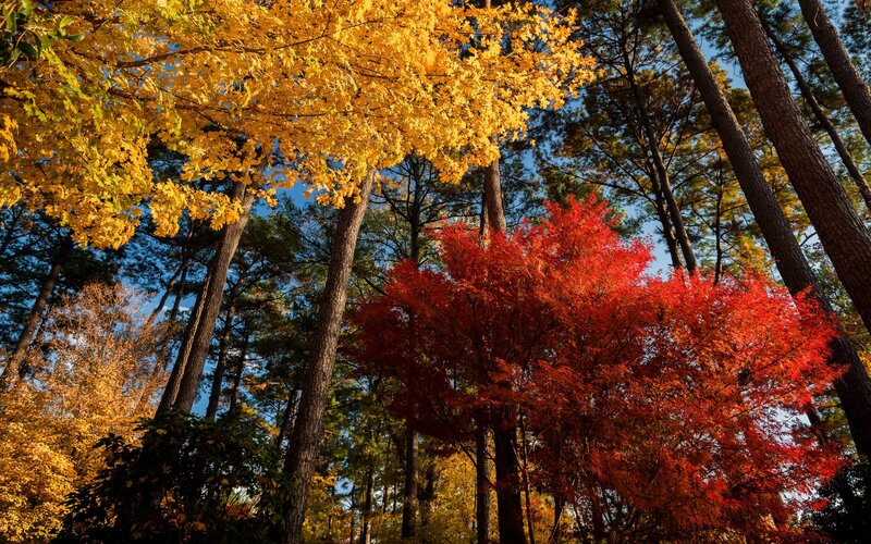 Autumn Trees in Forest — Yellow, Serene, Photograph, Leaves, Sky