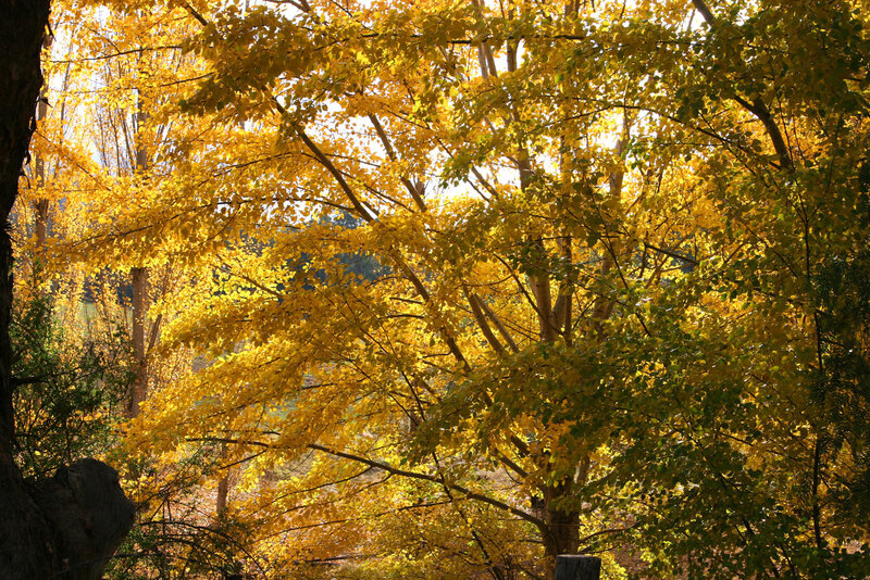 Autumn Trees in Forest — Yellow, Serene, Photograph, Leaves, Sunlight, Green