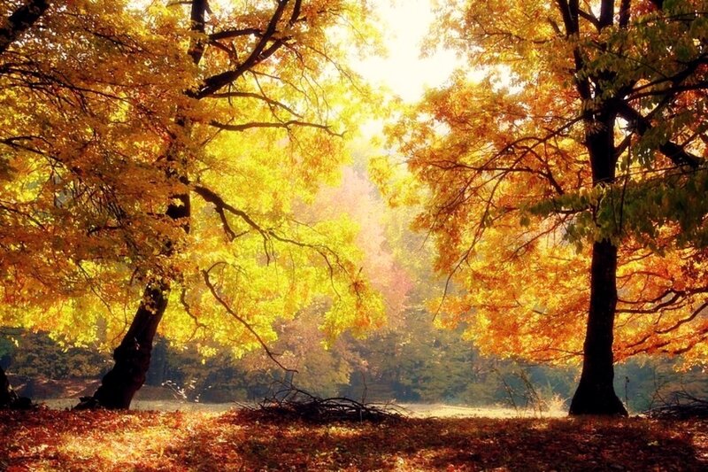 Autumn Trees in Forest — Yellow, Serene, Photograph, Leaves, Sunlight