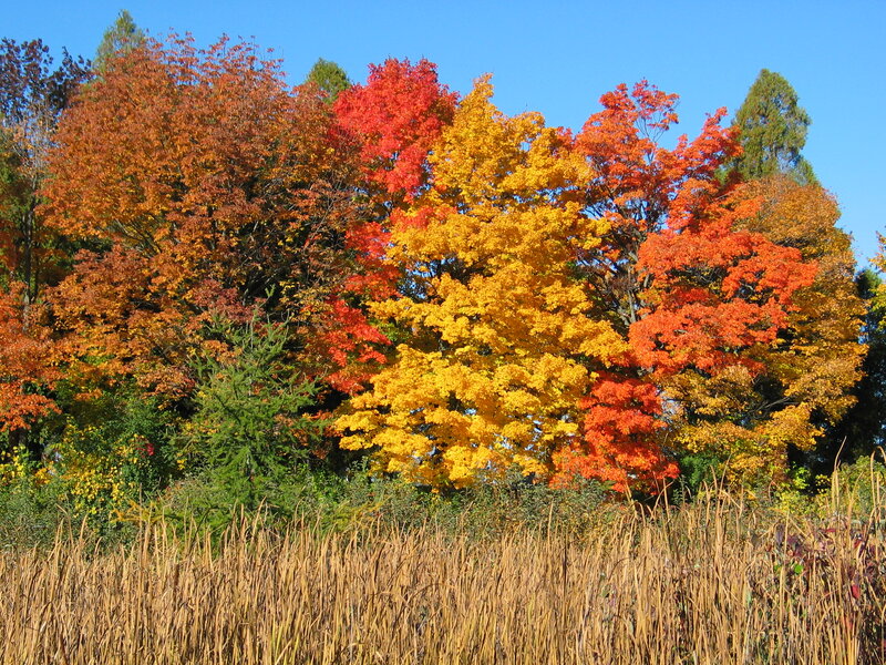 Autumn Trees in Forest — Yellow, Serene, Photograph, Sky